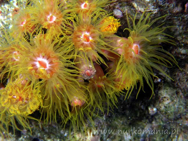 Cup corals  (Dendrophyllidae)
