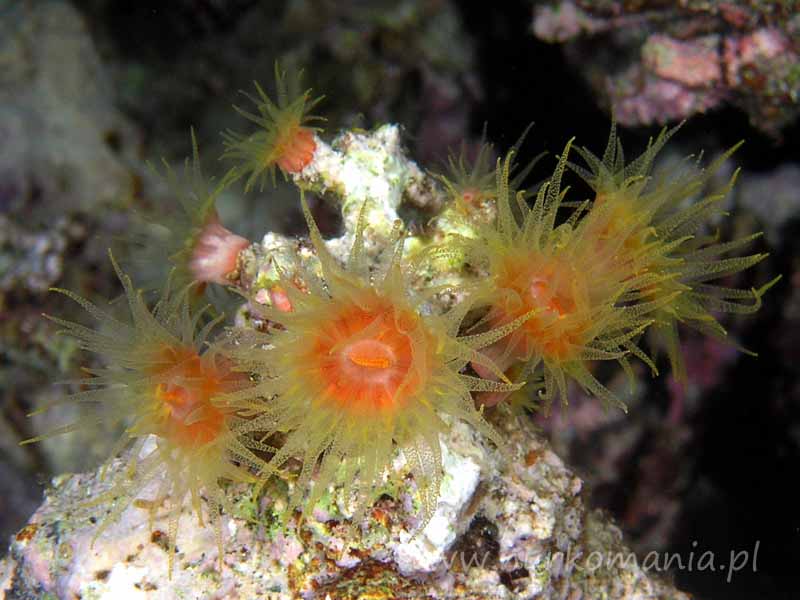 Cup corals  (Dendrophyllidae)
