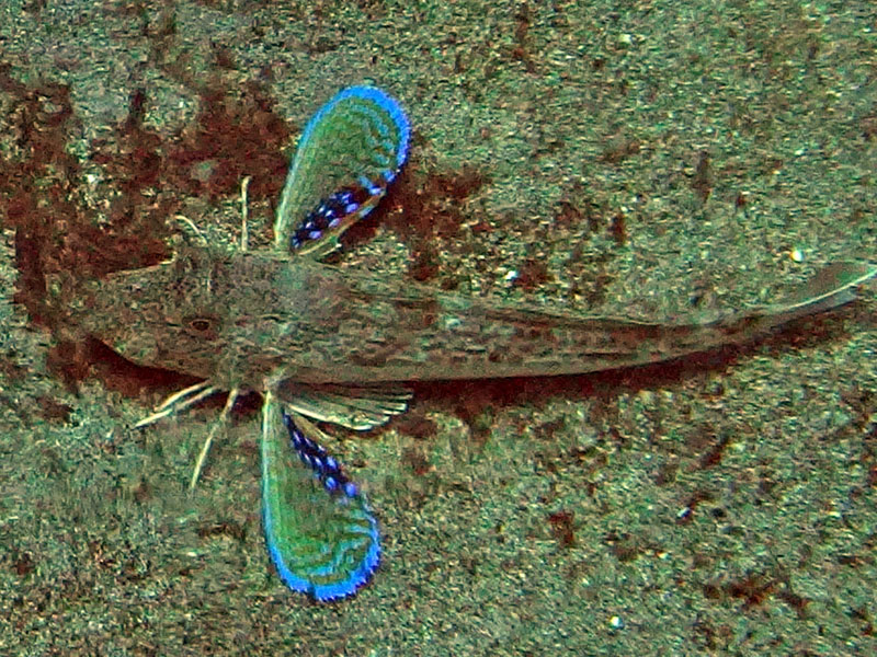 Ryby Kurkowate (triglidae)