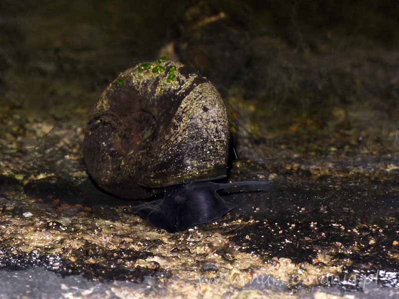 Zatoczek rogowy (Planorbarius corneus)