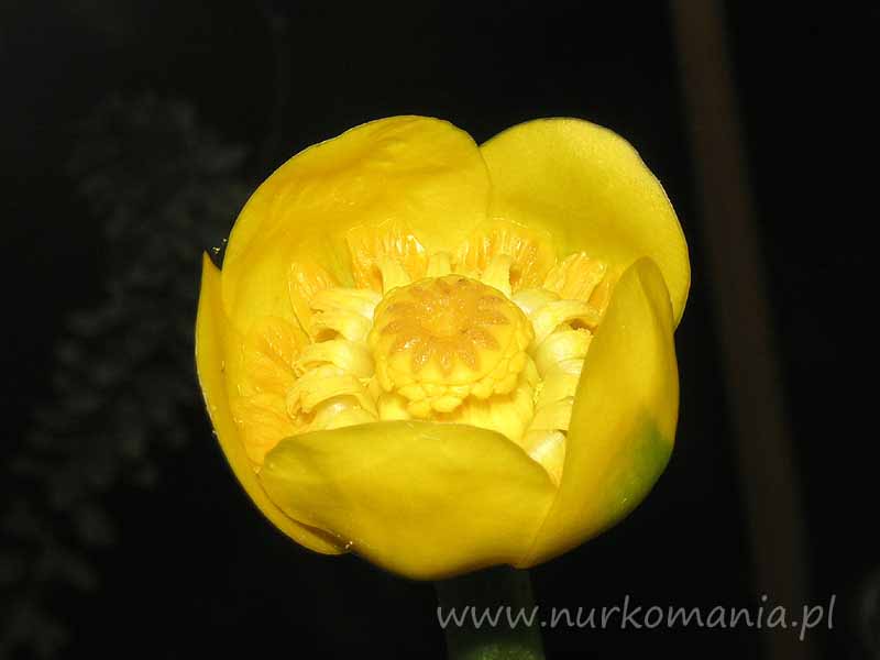 Grążel żółty  (Nuphar luteum)