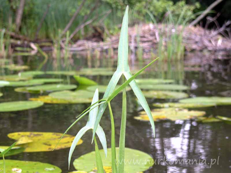 Strzałka wodna (sagittaria sagittifolia)