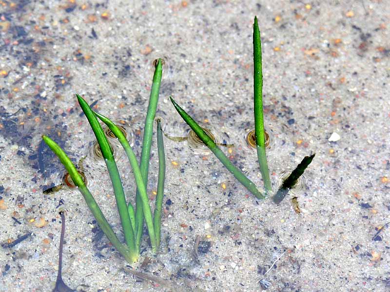 Poryblin jeziorny (Isoetes lacustris)