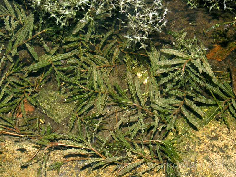 Rdestnica kędzierzawa (Potamogeton crispus)