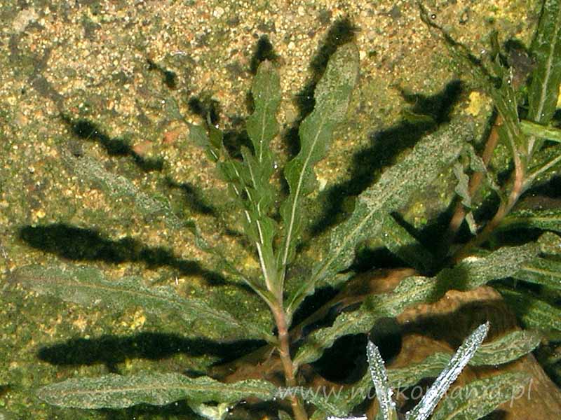 Rdestnica kędzierzawa (Potamogeton crispus)