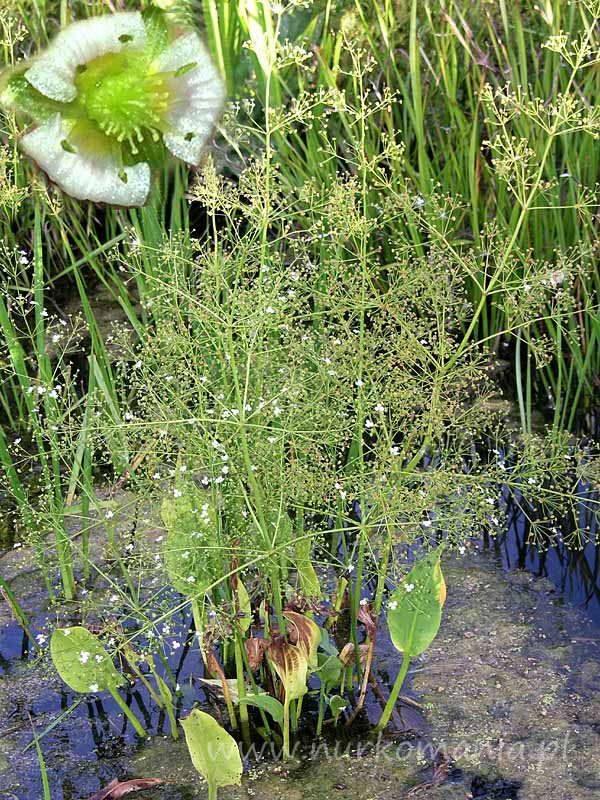 Żabieniec babka wodna (Alisma plantaga-aquatica)