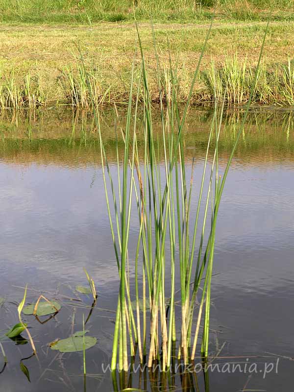 Oczeret jeziorny (Schoenoplectus lacustris)