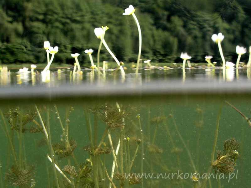 Włosiecznik wodny (Ranunculus aquatilis)