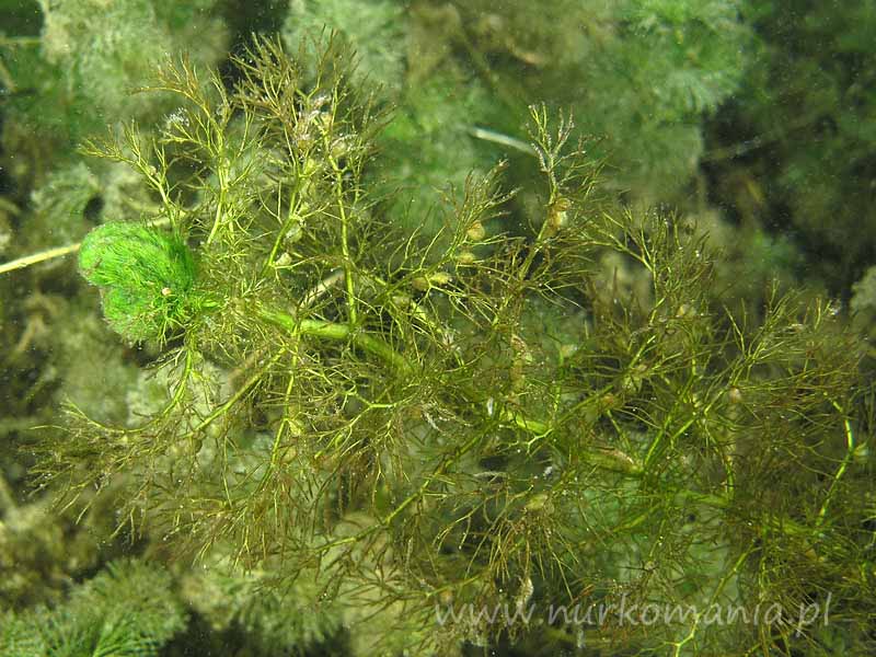 Pływacz zwyczajny (utricularia vulgaris)