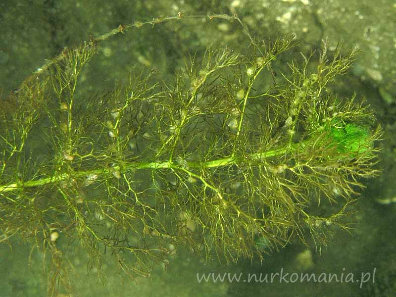 Pływacz zwyczajny (Utricularia vulgaris)
