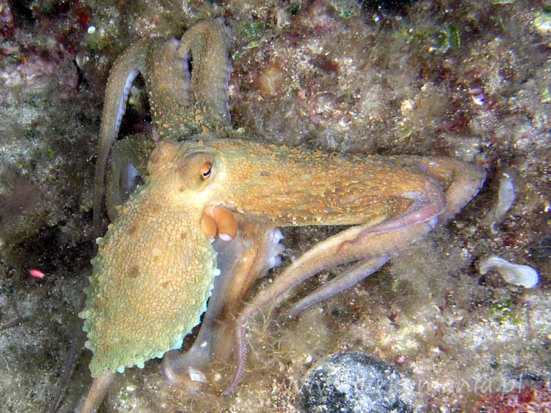 Ośmiornica (Octopoda)