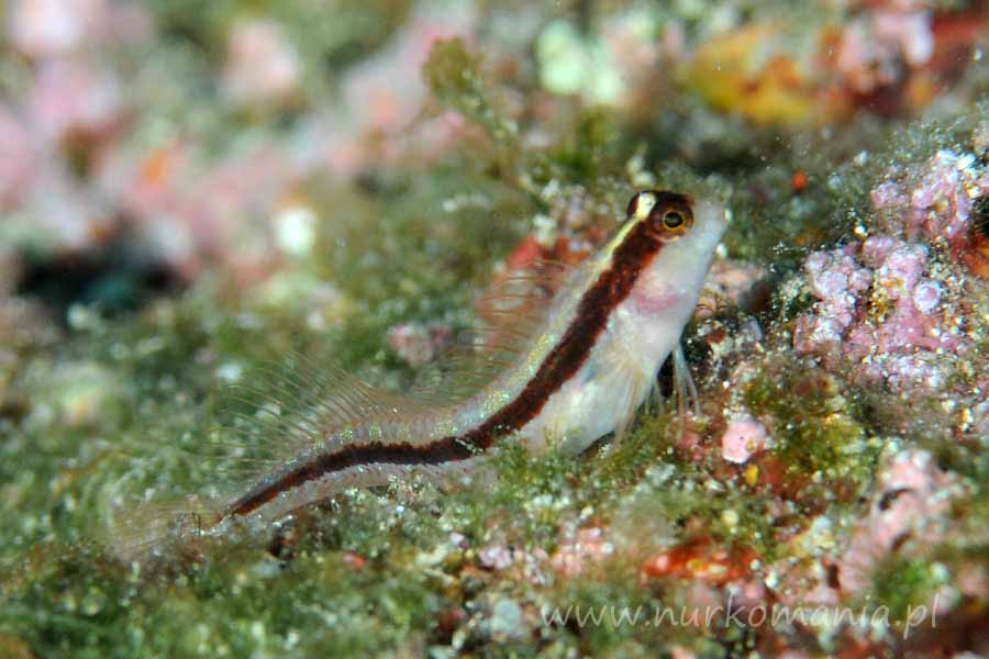 Ryby babkowate (Gobiidae)