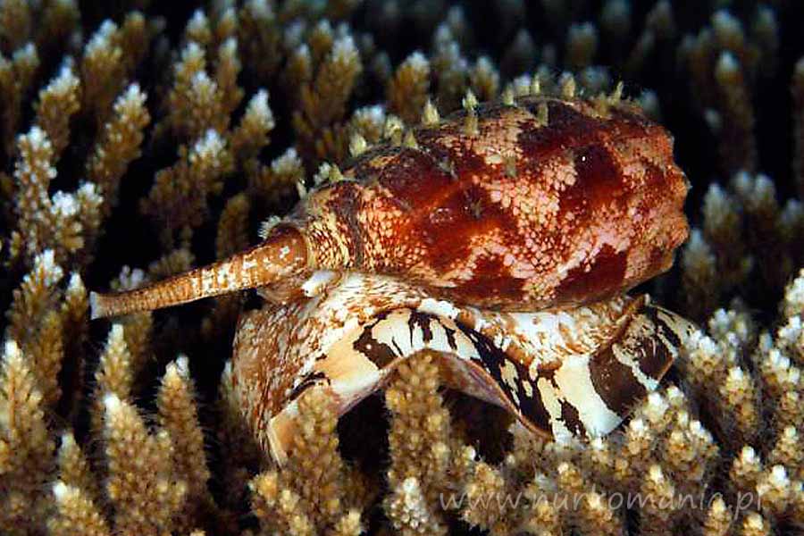 Jadowite ślimaki morskie