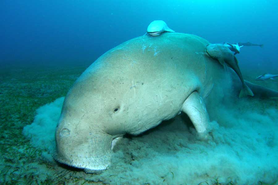 Diugoń (Dugong dugon) - syreny