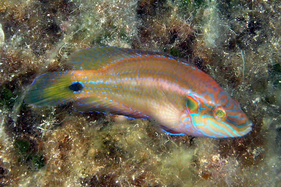 Ryby Wargacz Pawiooki (Symphodus ocellatus)