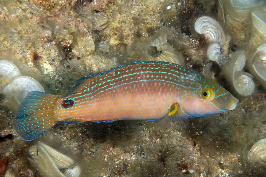 Ryby Wargacz śródziemnomorski (Symphodus mediterraneus)