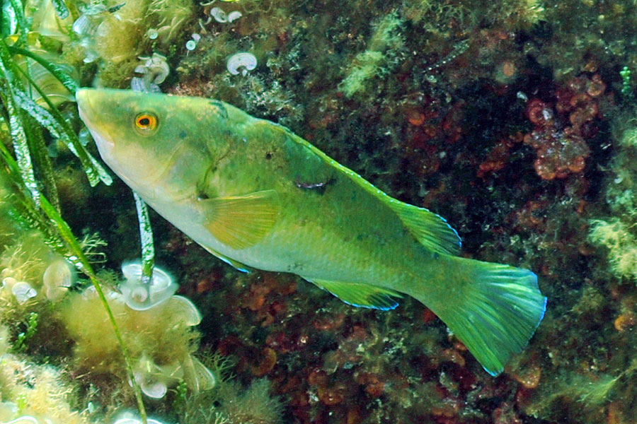 Ryby Wargacz zielony (Labrus viridis)
