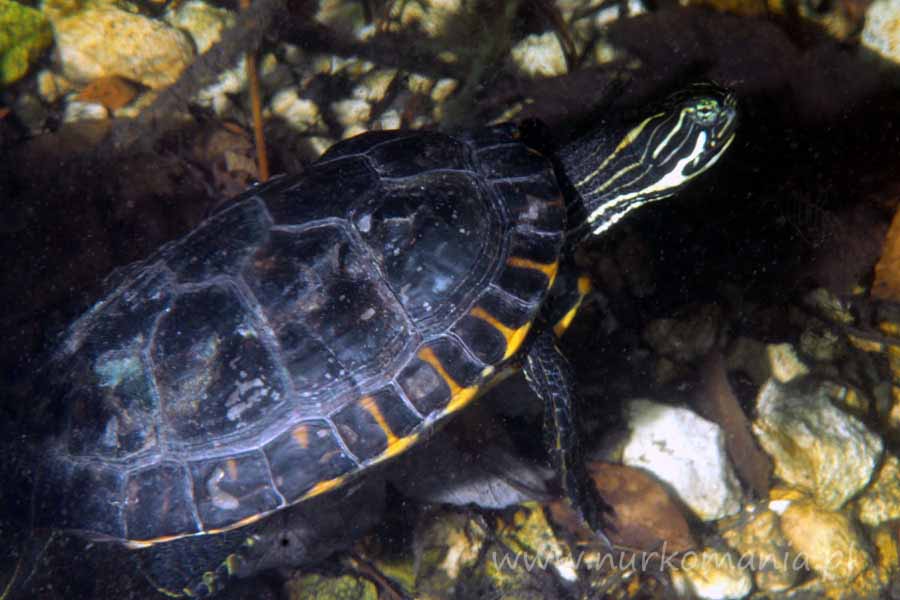 żółw żółtolicy (Trachemys scripta troostii)