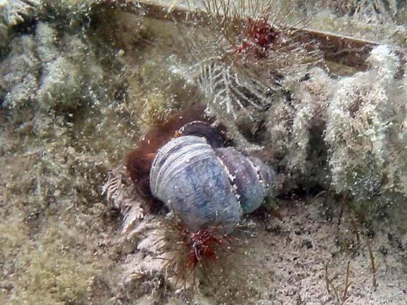 Zagrzebka pospolita (Bithynia tentaculata)