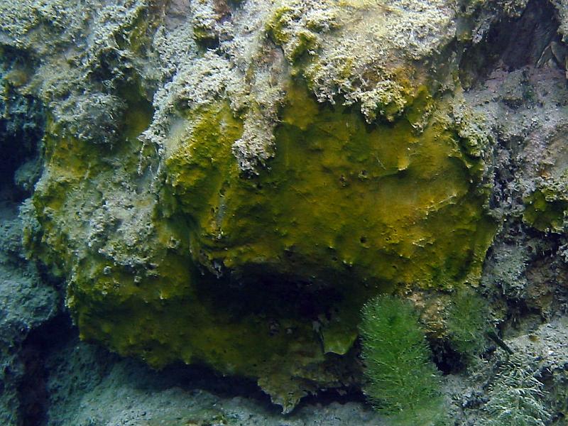 Sinice (Cyanophyta)