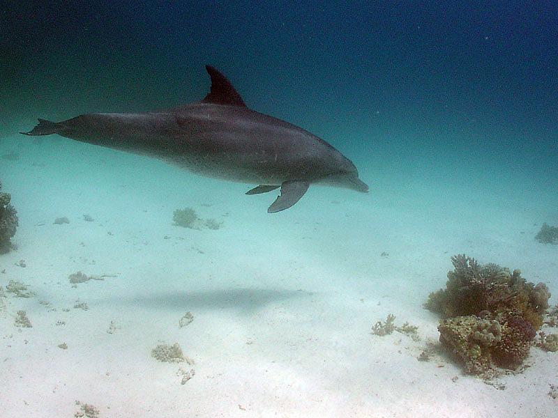 Delfin (Delphinus)