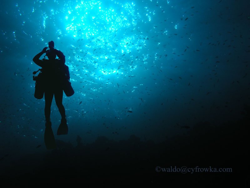 Morze Czerwone - zdjęcia podwodne