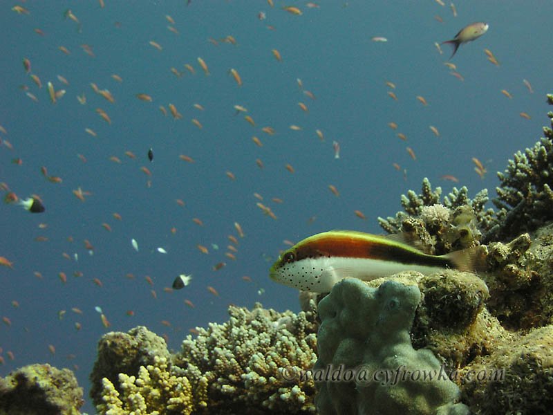 Morze Czerwone - zdjęcia podwodne