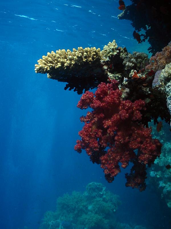 Morze Czerwone - rafa koralowa