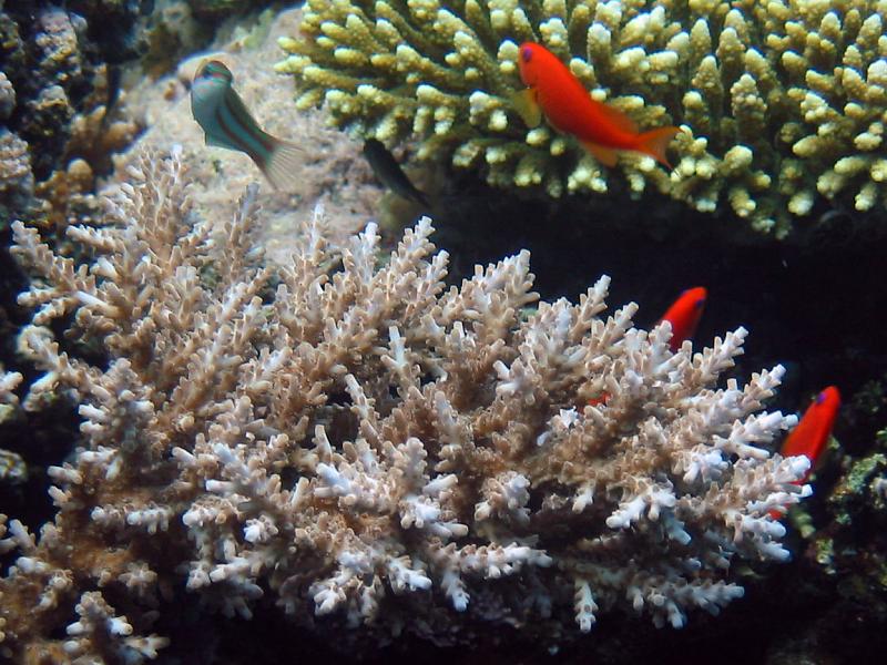 Morze Czerwone - rafa koralowa