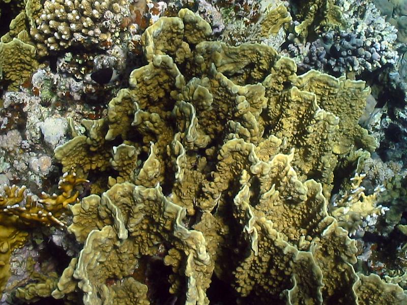 Millepora dichotoma - Plate fire coral