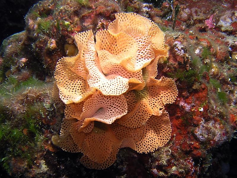 Mszywioły (Bryozoa)