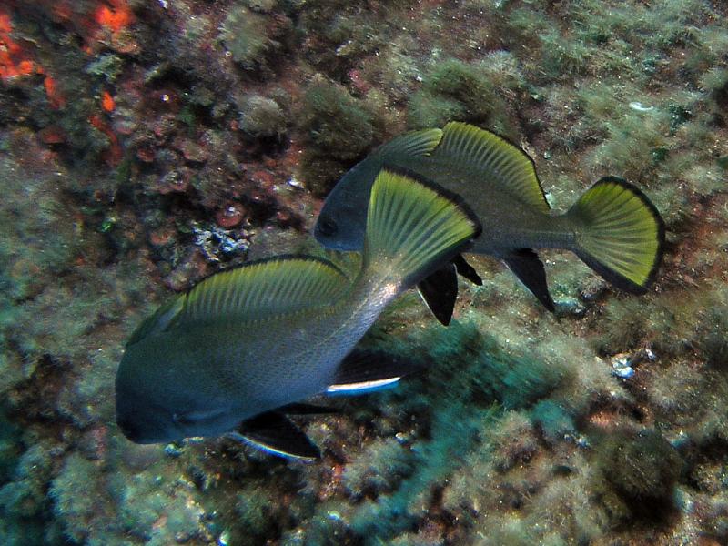 Ryby Korb (Sciaena umbra)