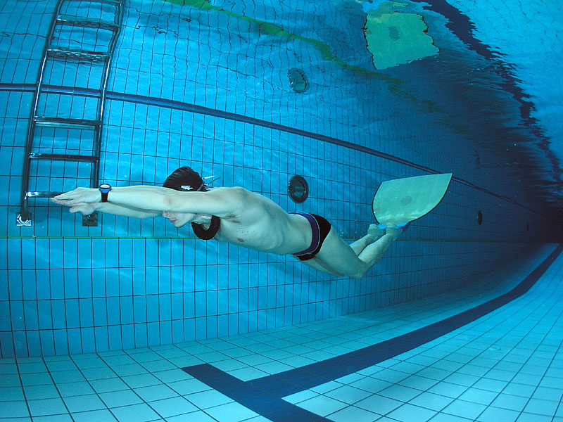 delfin pod wodą