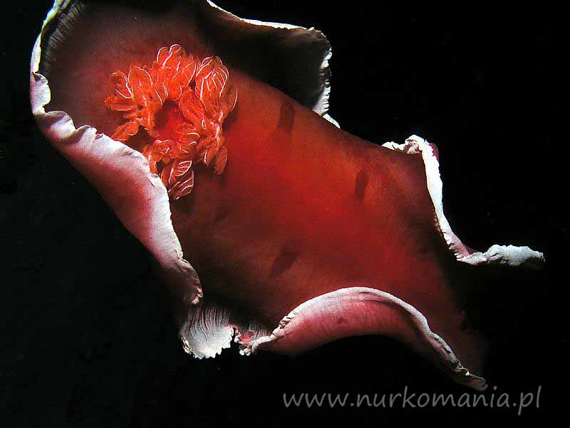 Ślimaki nagoskrzelne (Nudibranchia)