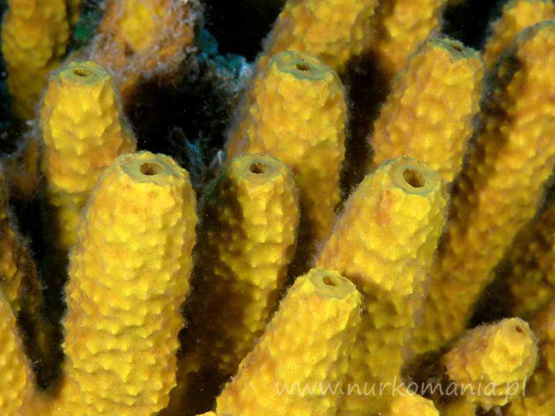 Gąbki (Porifera, Spongiaria)