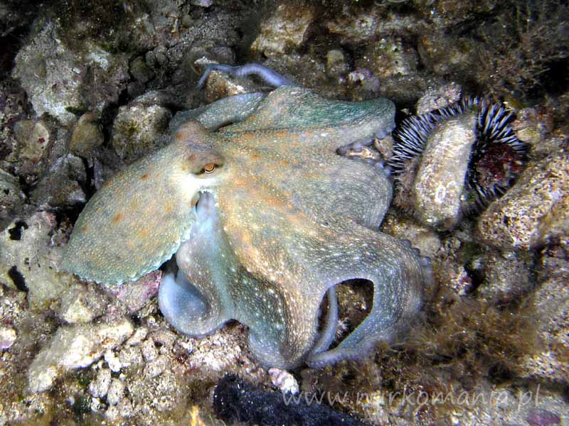 Ośmiornica (Octopoda)