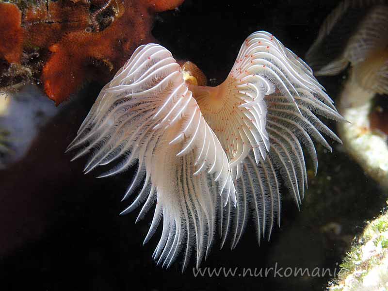 Wieloszczety (Polychaeta)