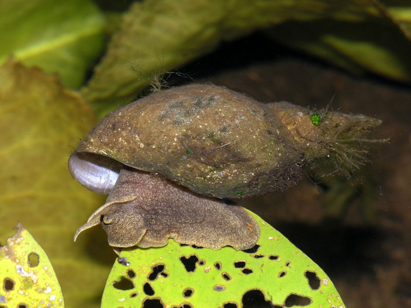 Błotniarka stawowa (Lymnaea stagnalis)