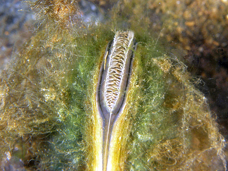 Szczeżuja pospolita (Anodonta anatina)